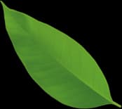 Aurora Cleaning Services